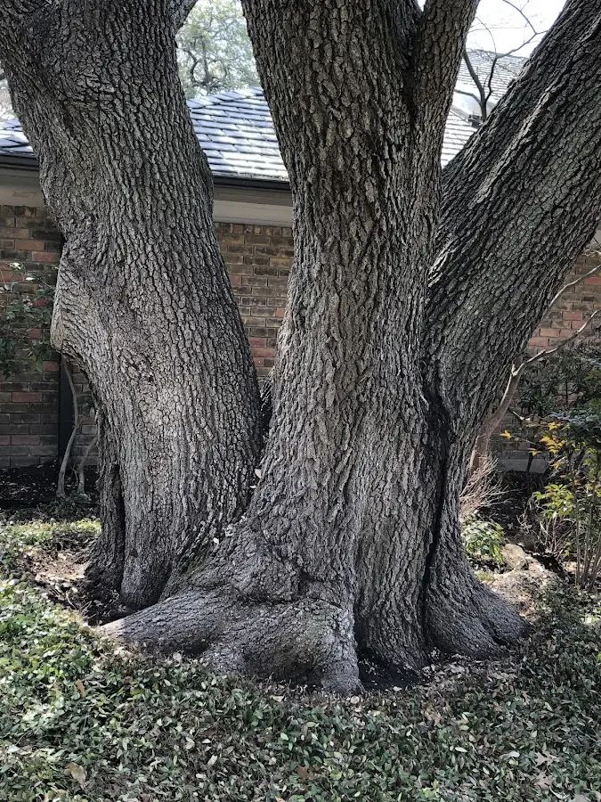 Mature heritage tree close to a Colorado City property cared for by certified arborists